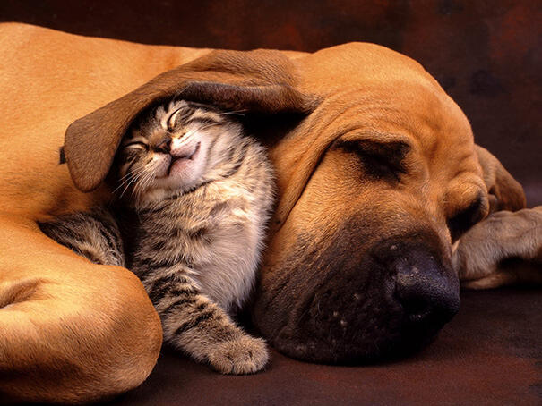 Accessori per animali