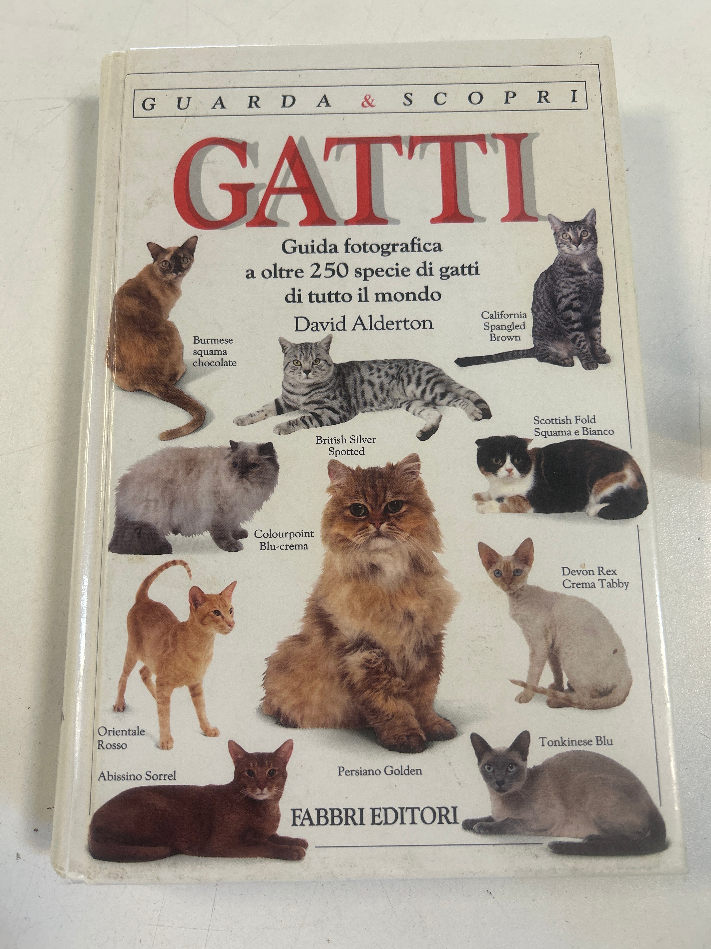 Gatti - David Alderton