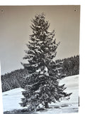Quadro Stampa su pannello rigido con Albero innevato