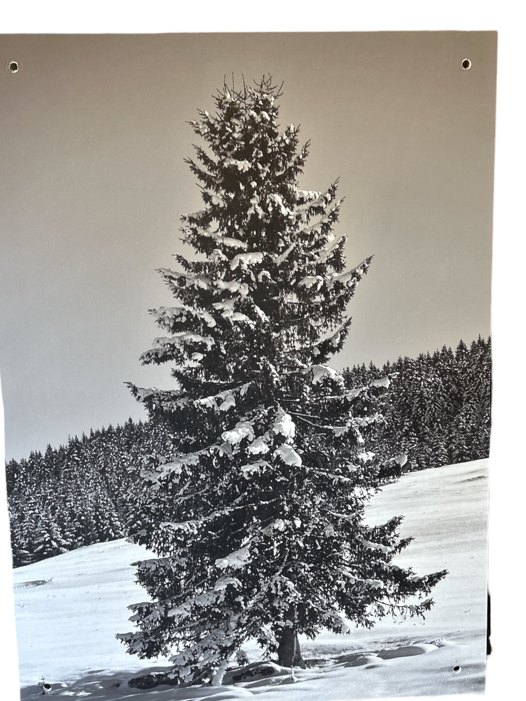 Quadro Stampa su pannello rigido con Albero innevato