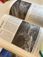 Letture Trentine Aprile-giugno 1981