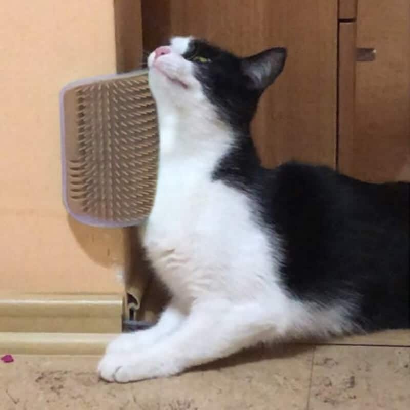 Spazzola Per Gatti Autopulente Catit Con Erba Gatta All'interno